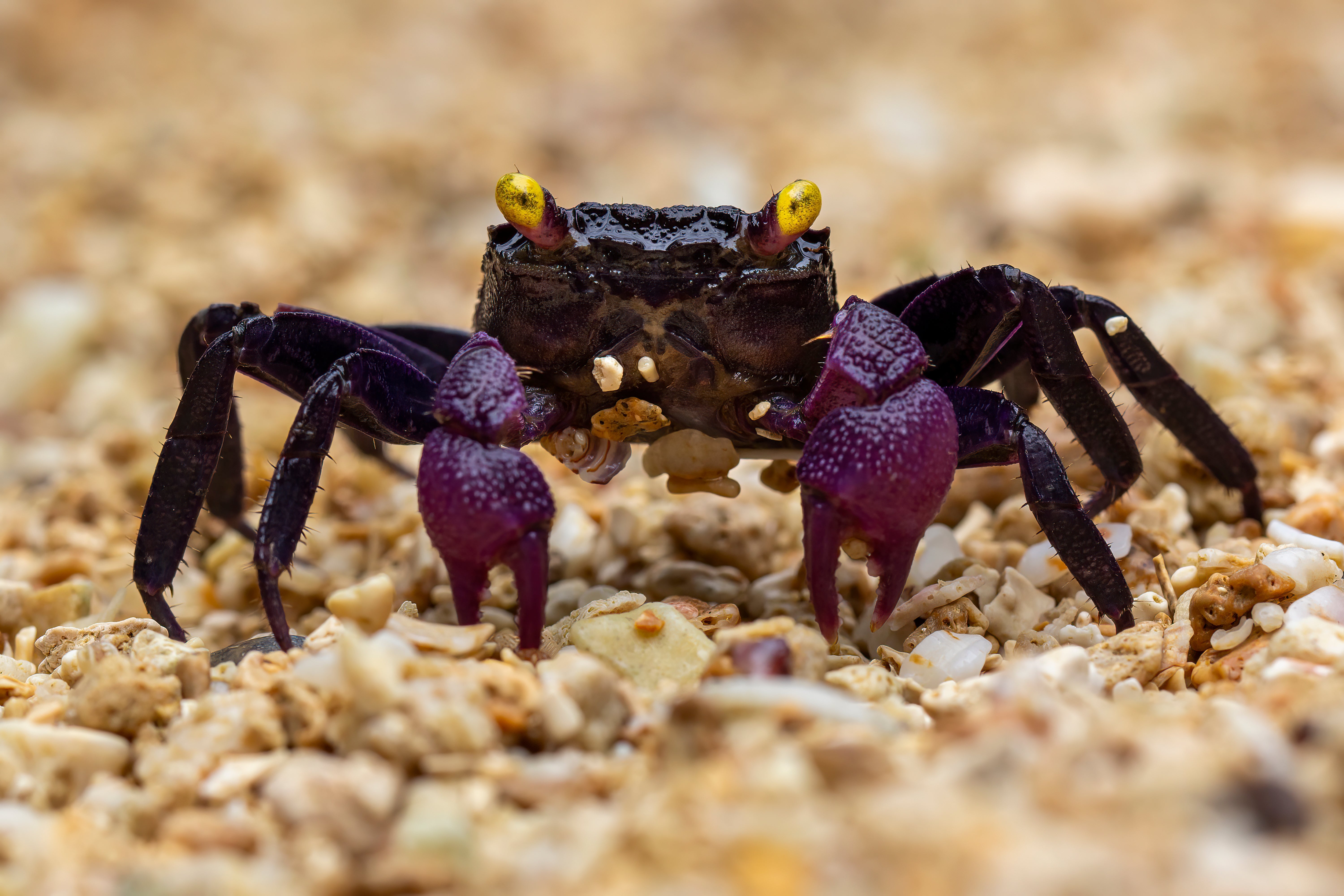 vampire crab, vampire crabs, purple vampire crab, vampire crab types, freshwater aquarium crab, purple vampire crabs, vampire crab species, vampire crabs near me, vampire crab freshwater, types of vampire crabs, buy vampire crab, vampire crab for sale, purple vampire crab for sale