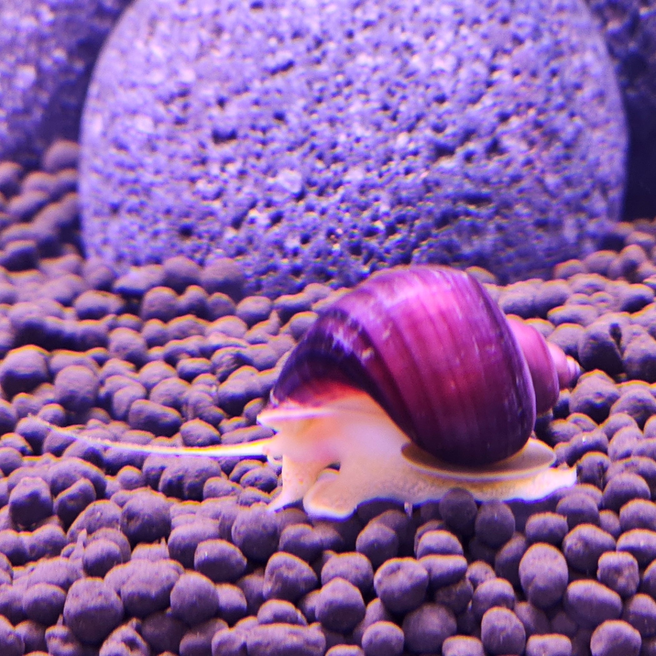 Purple Mystery Snail, purple mystery snail for sale, purple albino mystery snails, lavender mystery snails, purple snails for sale, purple freshwater snails, purple mystery snails for freshwater aquarium, purple albino mystery snail