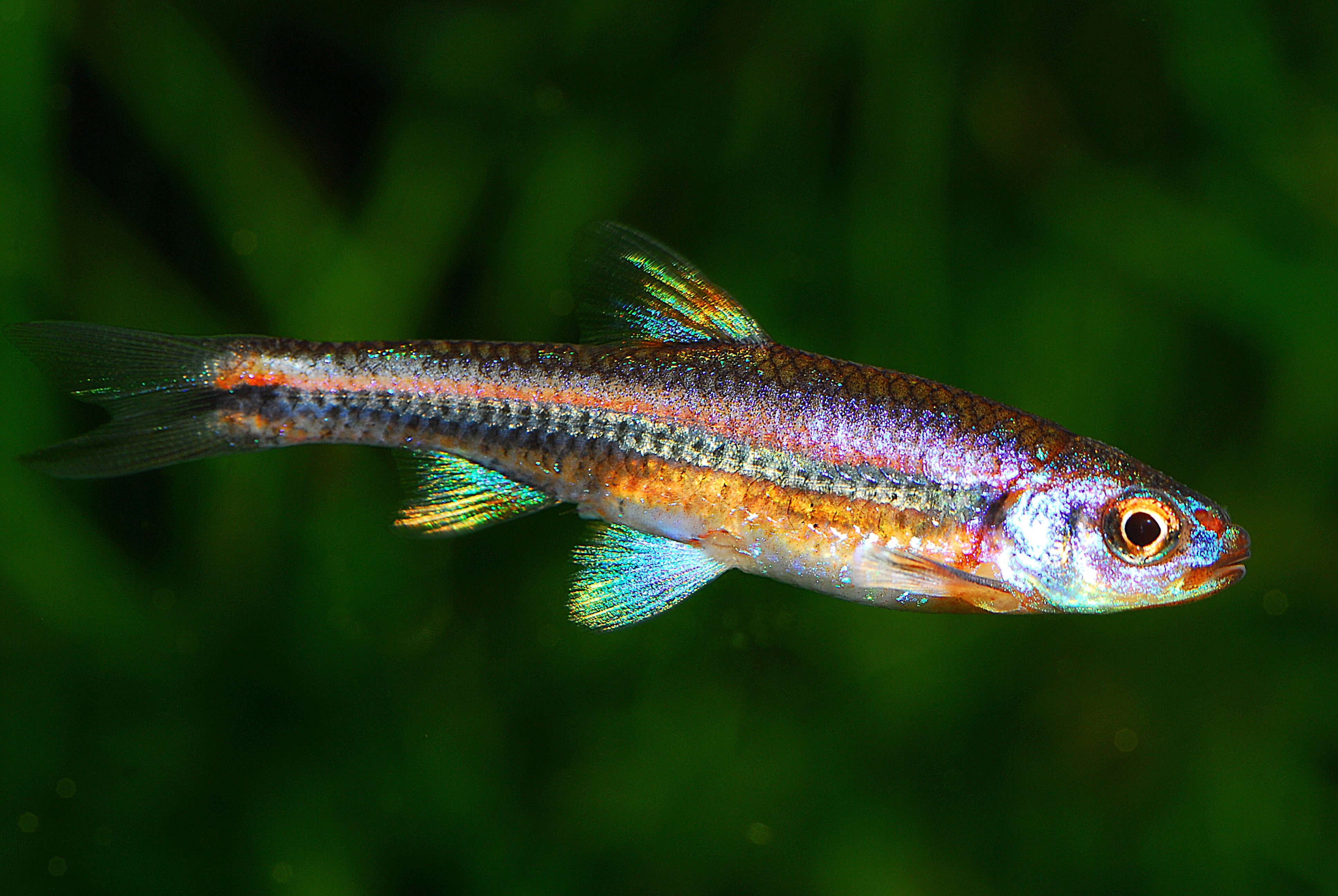 rainbow shiner, rainbow shiners, rainbow shiner fish, rainbow shiner for sale, rainbow shiners for sale, notropis chrosomus, rainbow shiner aquarium, rainbow shiner minnow, rainbow minnows, rainbow shiner for sale near me, freshwater shiner fish