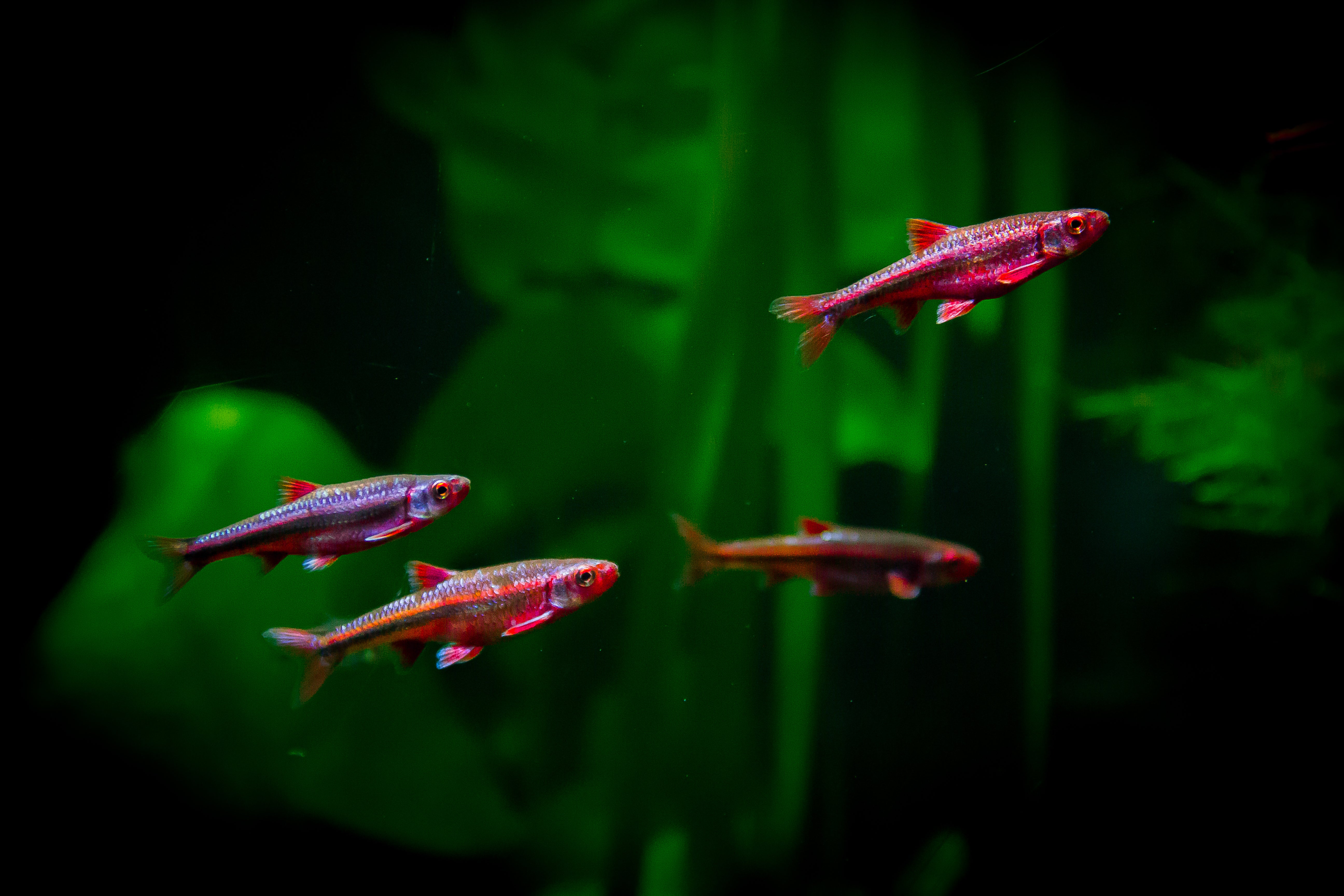 notropis chrosomus, rainbow shiner, rainbow shiners, rainbow shiner fish, rainbow shiner for sale, rainbow shiners for sale, rainbow shiner minnow, rainbow shiner aquarium, rainbow minnow, rainbow minnows, freshwater shiner fish, freshwater shiner, rainbow shiner in freshwater aquarium, rainbow shiner for sale near me