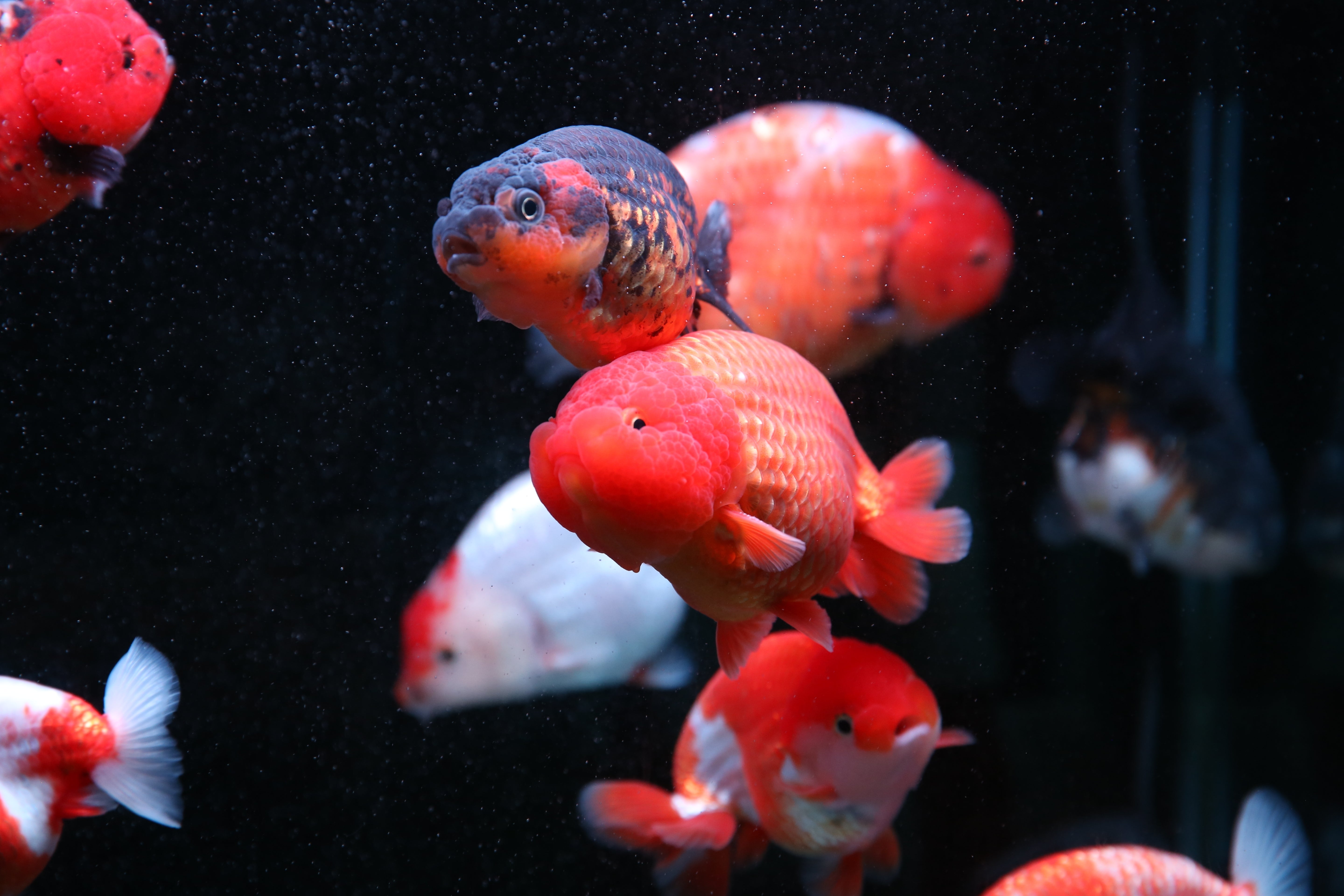 Ranchu Goldfish Need Tank Size For Goldfish Ranchu Goldfish For