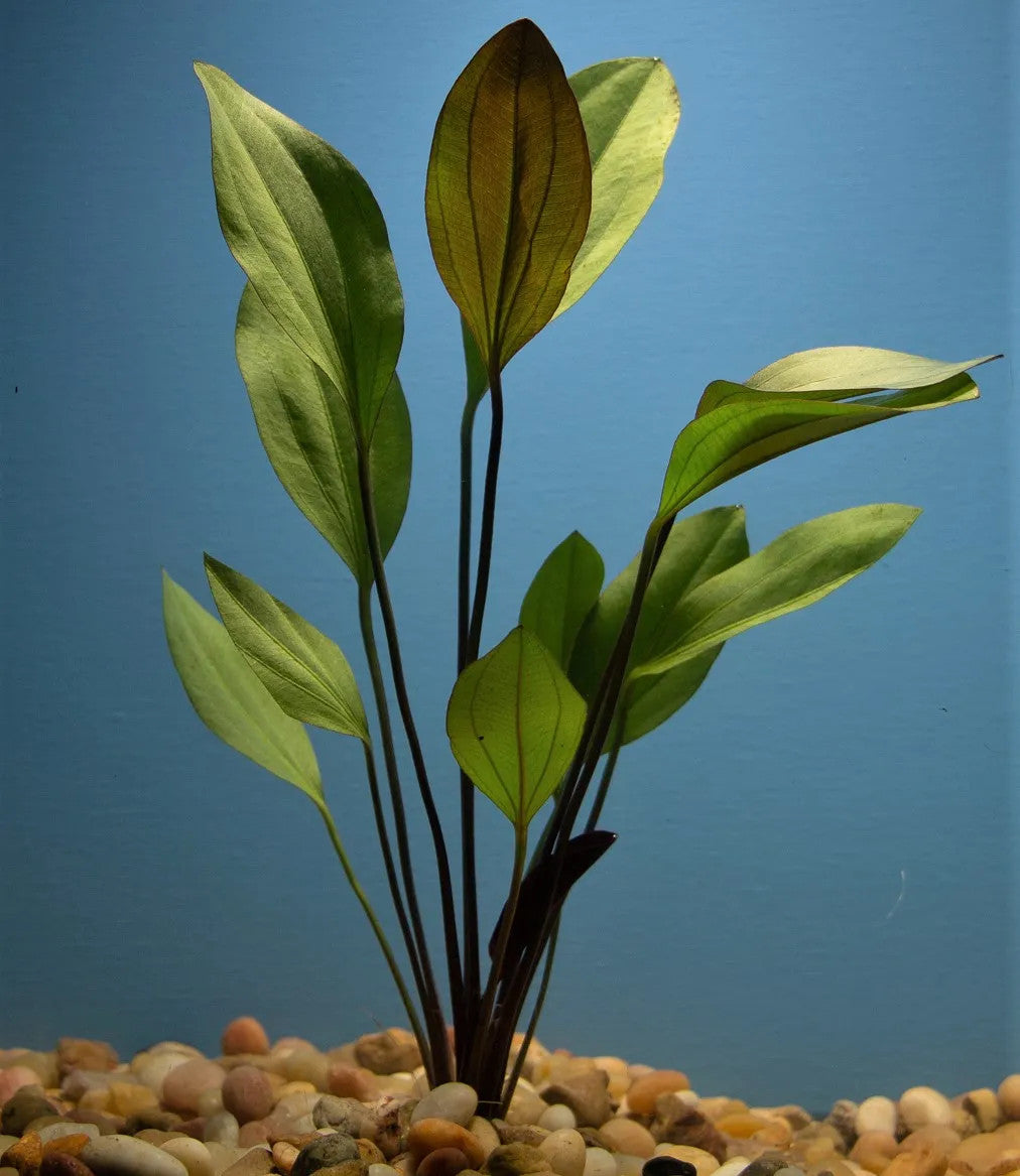 Red Melon Swords Pot Plant, red melon sword plants for sale, red melon sword aquatic plants, red melon sword for aquarium, buy red melon sword plants online, red melon sword plants for sale near me, red melon sword plants for fish tank
