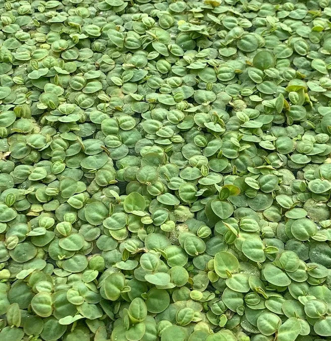 Red Root Floater (Phyllanthus fluitans) | Splashy Fish