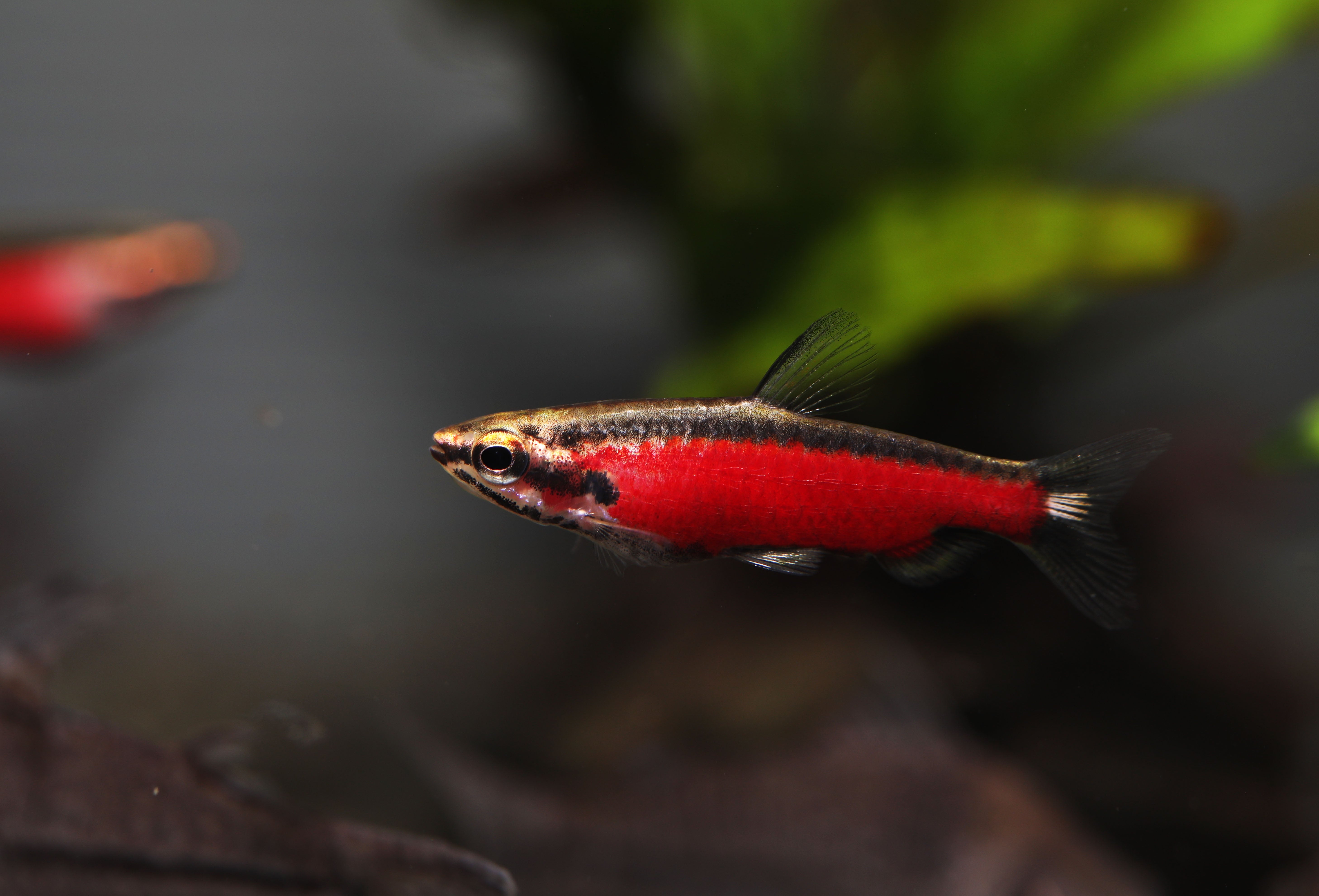 red shining pencilfish for sale, Nannostomus nitidus, red shining pencilfish schooling fish, red shining pencilfish in aquarium tank, red shining pencilfish for freshwater aquarium, red shining pencilfish for sale near me, pencil fish for sale, shining pencilfish