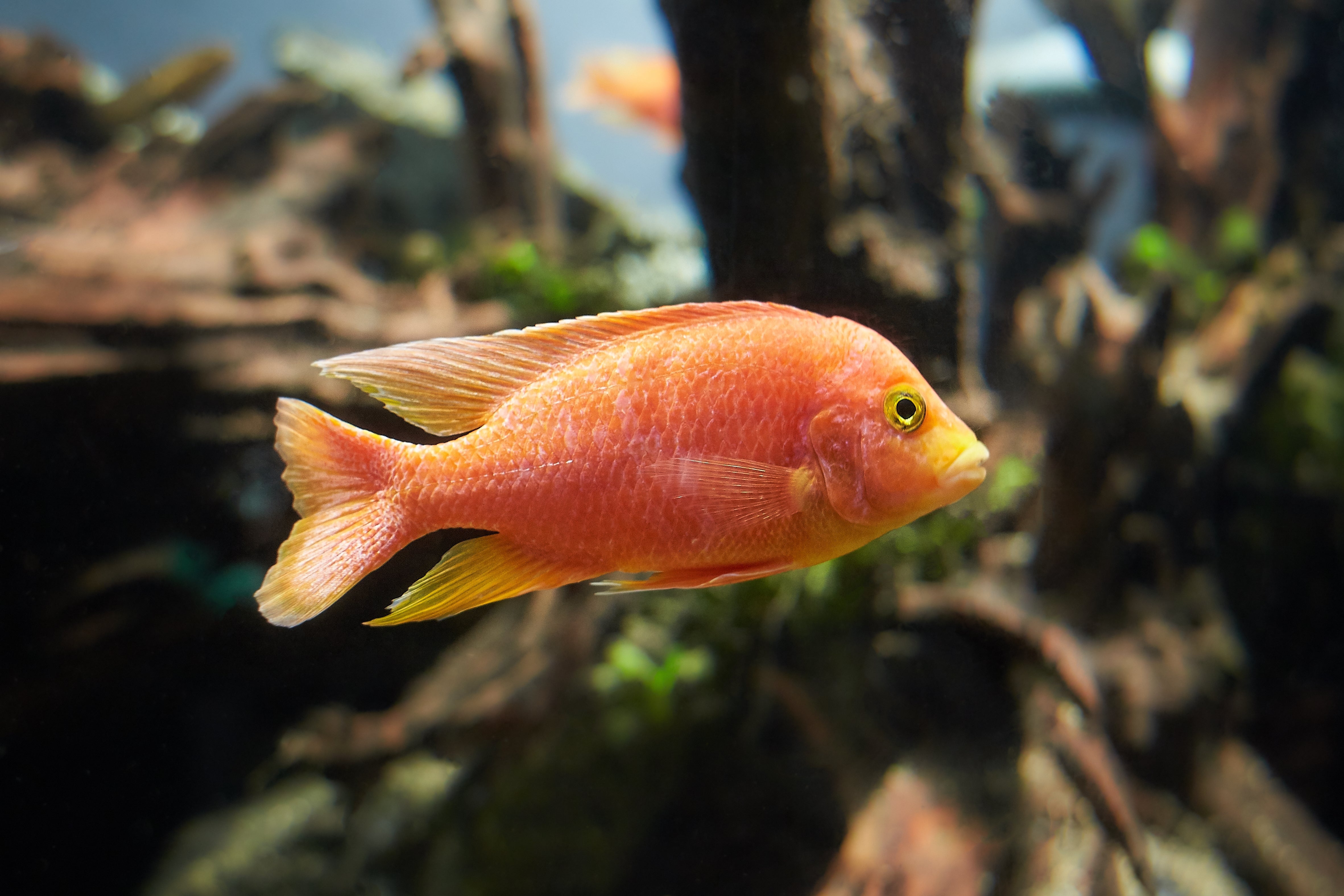 red zebra cichlid, zebra cichlid, red zebra mbuna, red mbuna cichlid, red cichlid fish, zebra mbuna, maylandia estherae, zebra cichlid fish, red zebra cichlids, pseudotropheus zebra, red zebra african cichlid, red zebra cichlid for sale