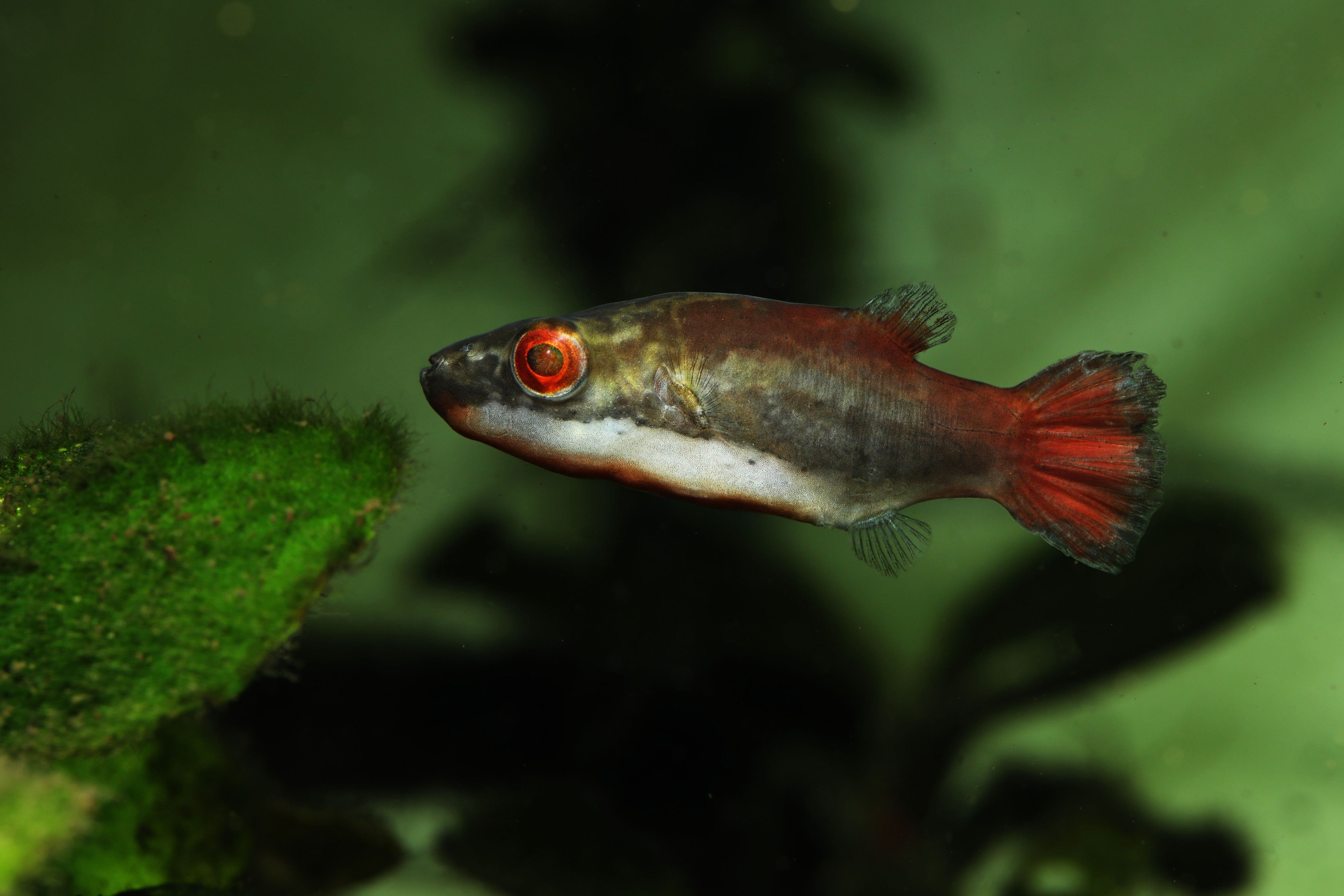 small puffer fish, red eye puffer, red puffer fish, puffer fish eyes, red eye red tail puffer, red eye puffer fish, red eye puffer for sale, buy puffers online, red eye puffer in planted tank