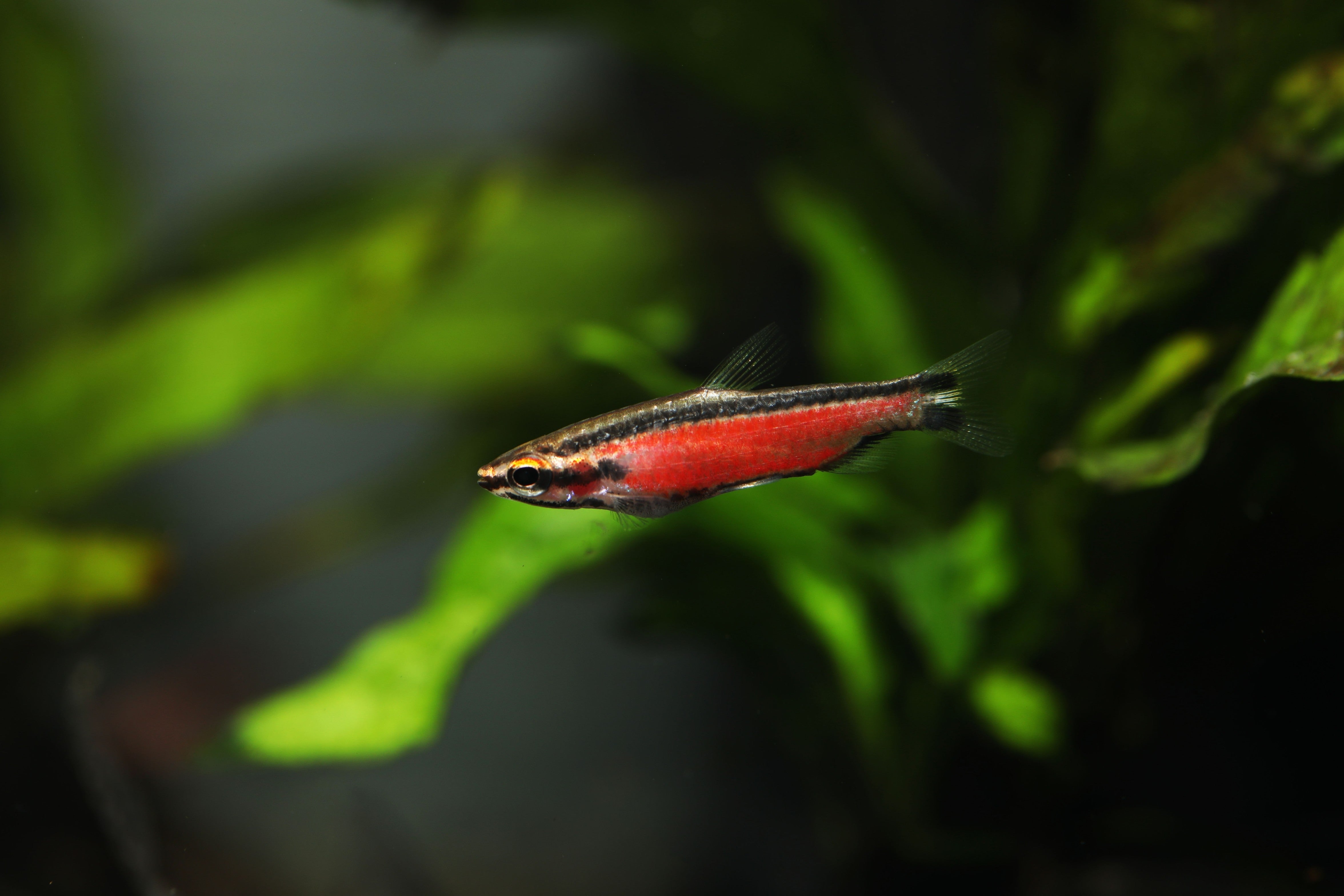 Nannostomus nitidus, red shining pencilfish for sale, shining pencilfish for sale near me, pencil fish for sale, red shining pencilfish for freshwater aquarium, red shining pencilfish for planted tank, red shining pencilfish size