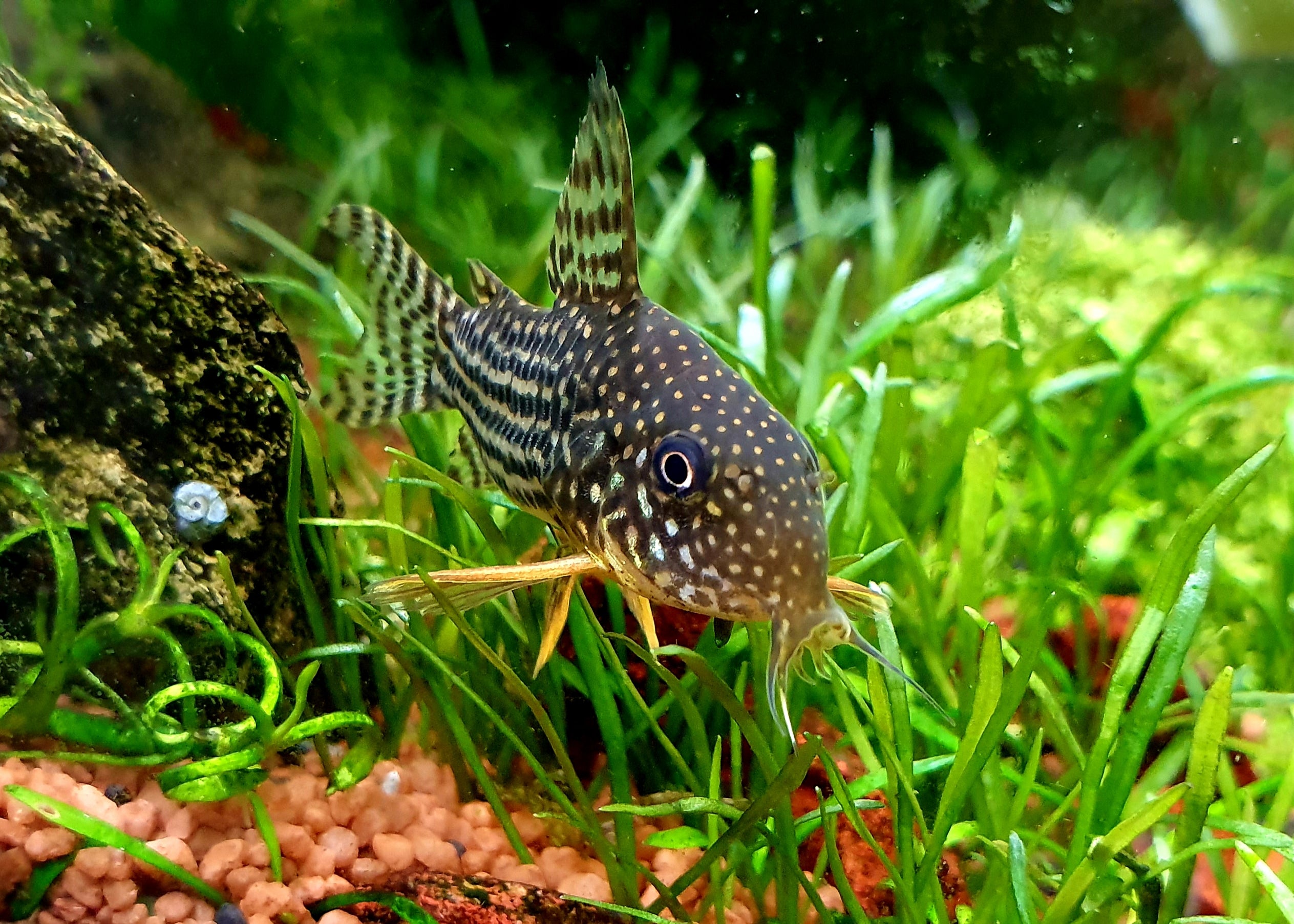 sterbai cory, sterba's corydoras, corydoras sterbai, sterbai corydoras, sterbai, sterbai cory catfish, sterbai corydora, corydora sterbai, cory sterbai, full grown sterbai cory, sterbai corys, sterbai cory cat, sterbai catfish, adult cory catfish, sterbai corydoras for sale, sterbai cory catfish for sale