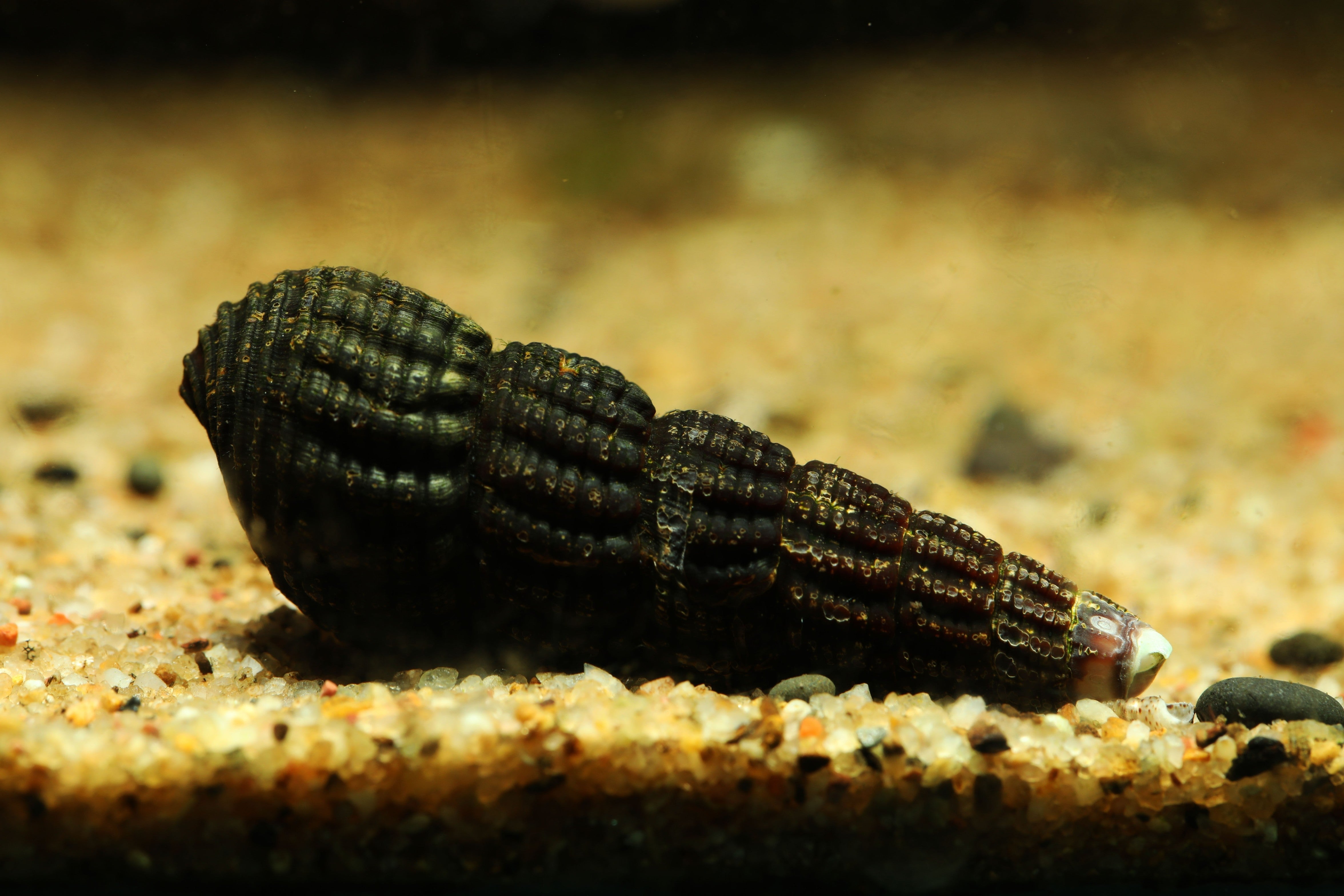 tylomelania gemmifera, tylomelania snail, sulawesi rabbit snail, orange rabbit snail for sale, elephant snails, golden elephant snail, orange snails, sulawesi snail, snail orange, rabit snail
