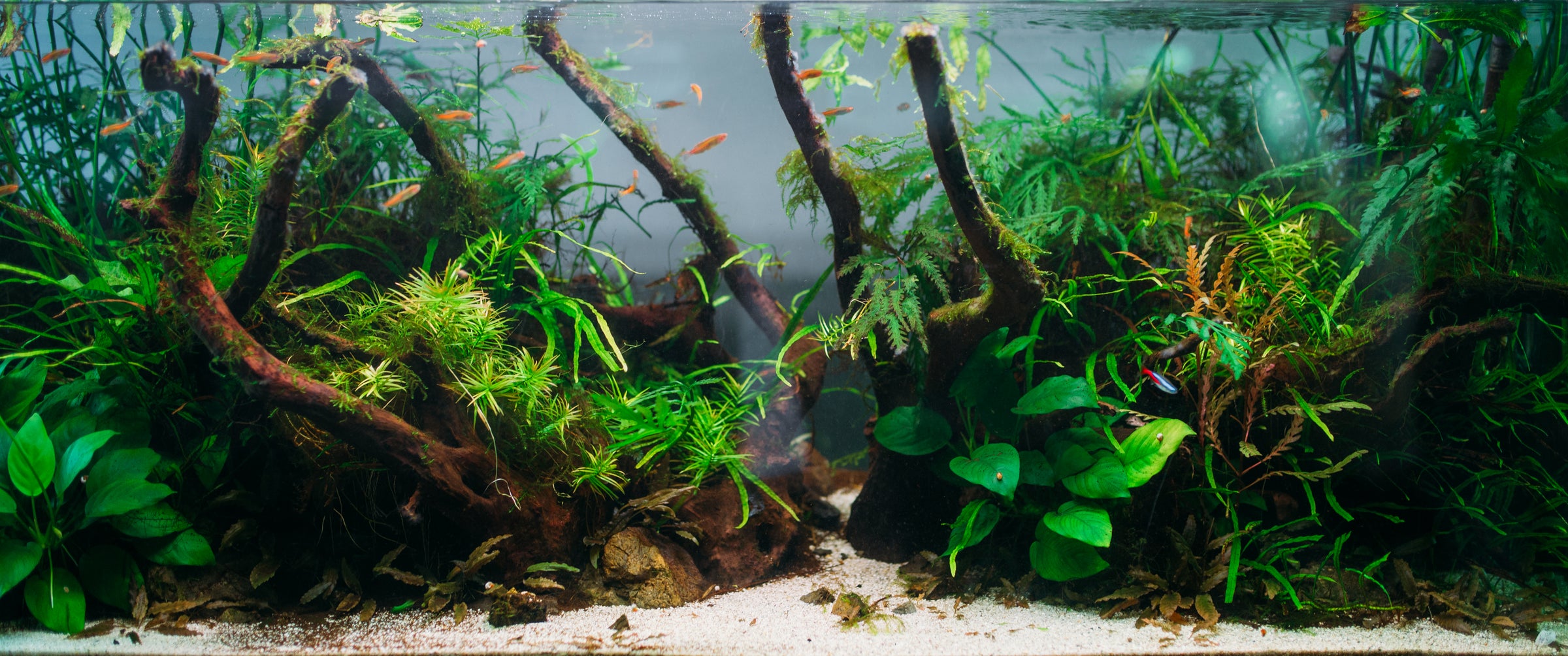 Professional Aquascaping Service for Residential and Commercial in Virginia, Maryland, Washington DC.