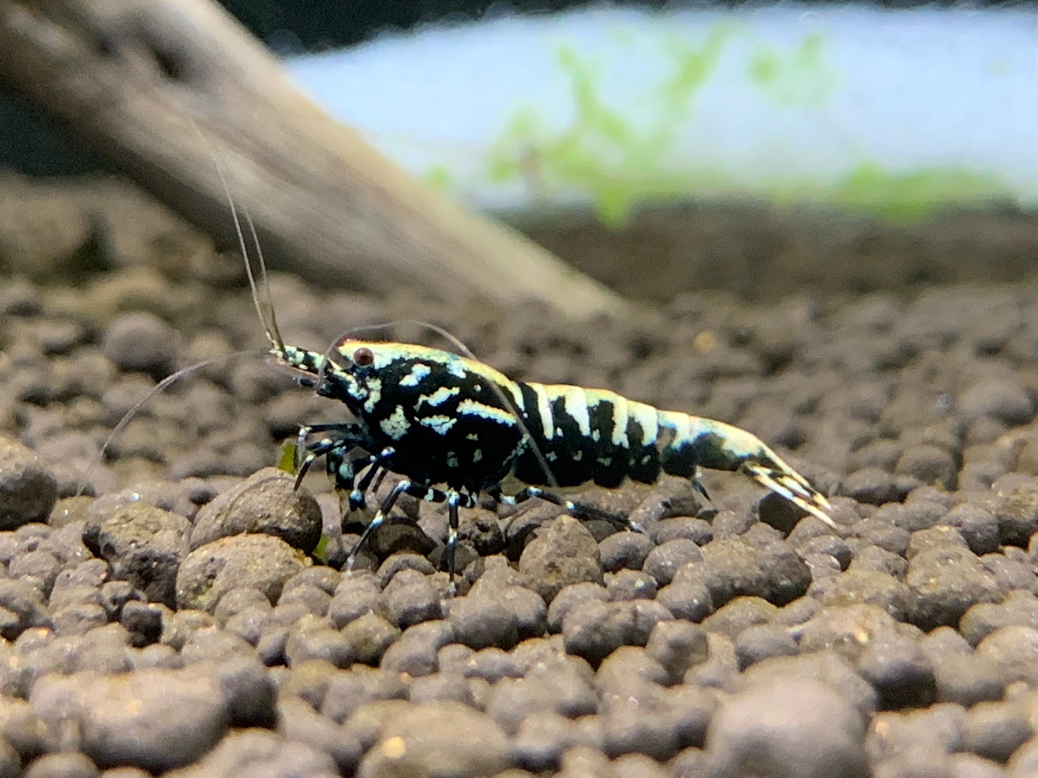 galaxy shrimp, galaxy fishbone shrimp, galaxy caridina shrimp, galaxy shrimp for sale, black galaxy fishbone shrimp, fishbone shrimp, black galaxy shrimp, galaxy fishbone
