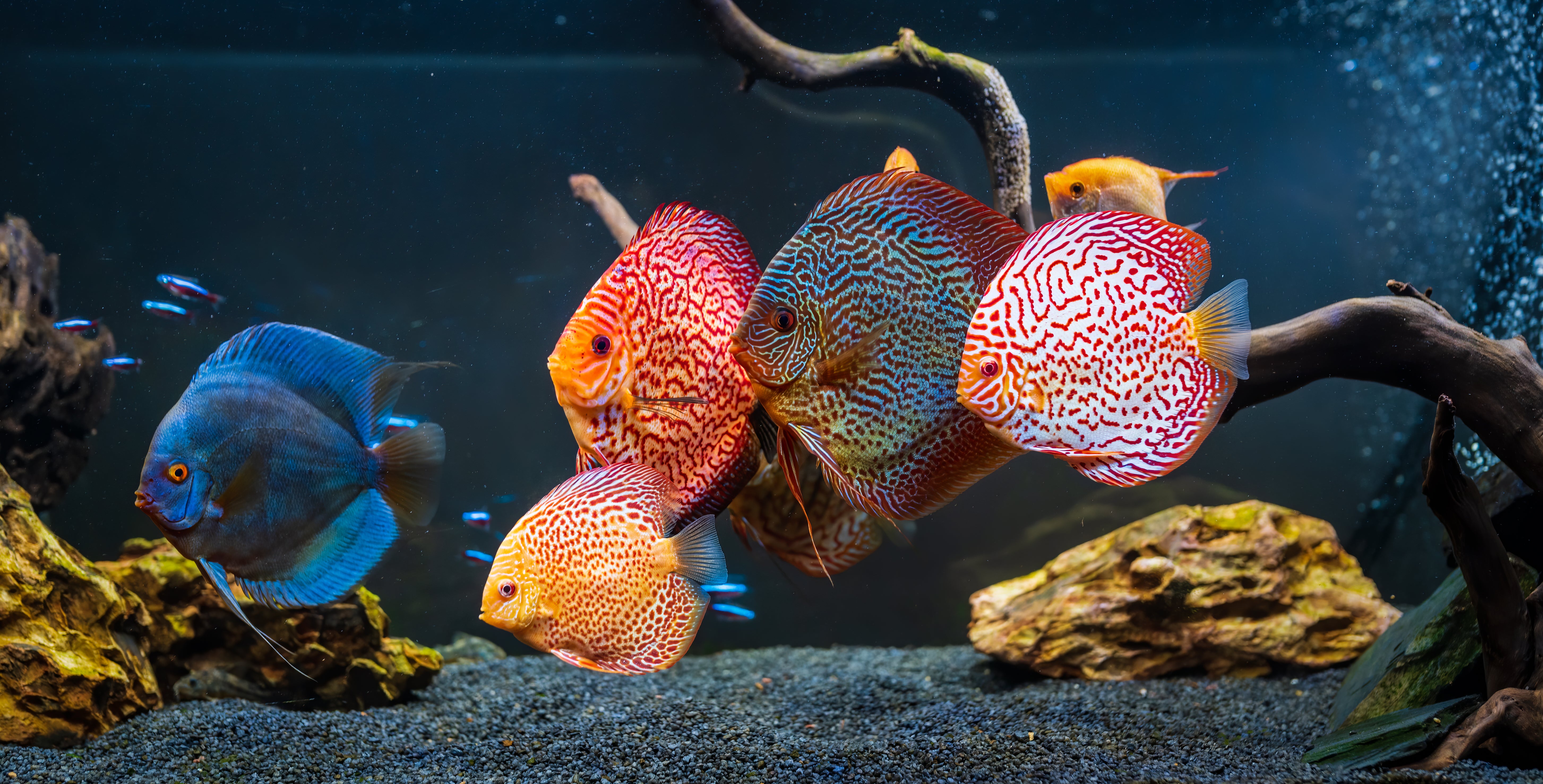 Aquarium Service, Tank Service, Tank Maintenance, Fish Tank Cleaning Services