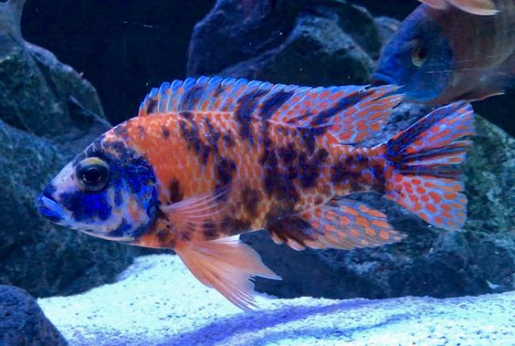 ob peacock, ob peacock cichlid for sale, peacock cichlid fish, peacock cichlid, ob cichlid, ob cichlids, ob peacock fish, ob peacock cichlids, ob peacocks, ob fish, ob peacock cichlid