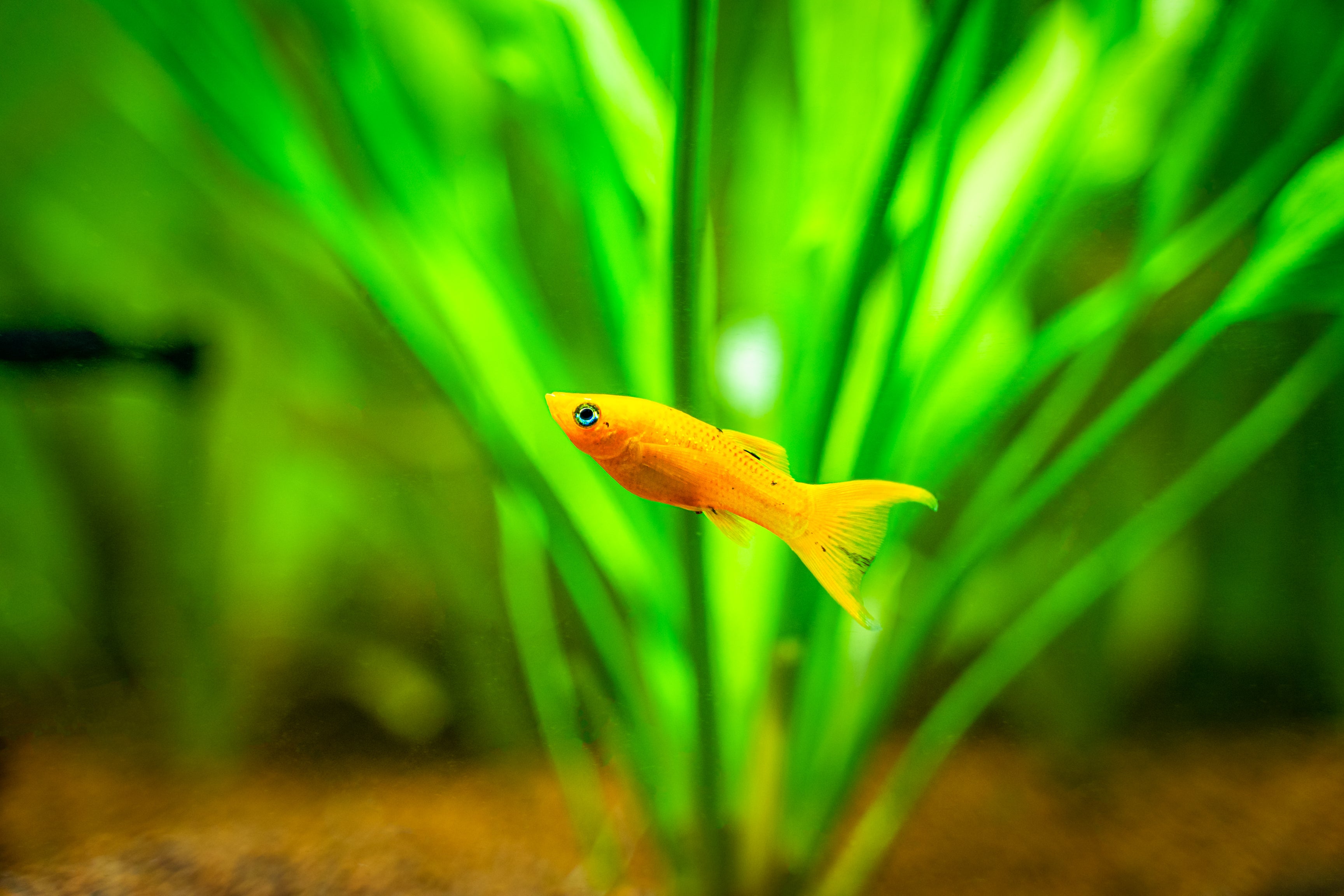 golden molly, golden molly fish, lyretail mollies, lyretail molly fish, molly golden, gold lyretail molly, gold mollies, molly gold, golden mollies, golden lyretail molly for sale