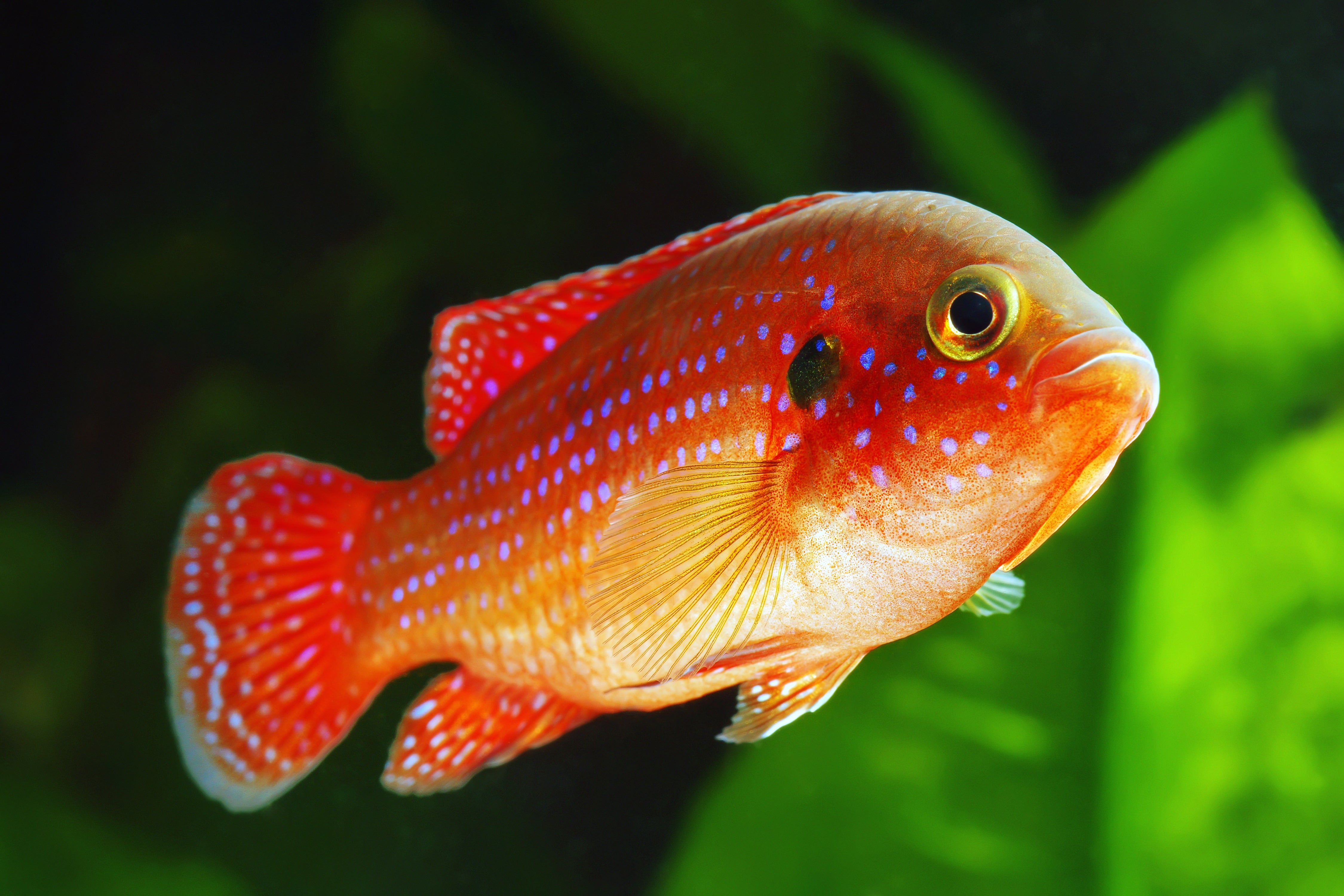 jewel cichlid, jewel fish, red jewel cichlid, jewel cichlids, jewel cichlid size, red jewel fish, jewel cichlid for sale, cichlid varieties, jewel cichlid fish, red jewel cichlid for sale near me