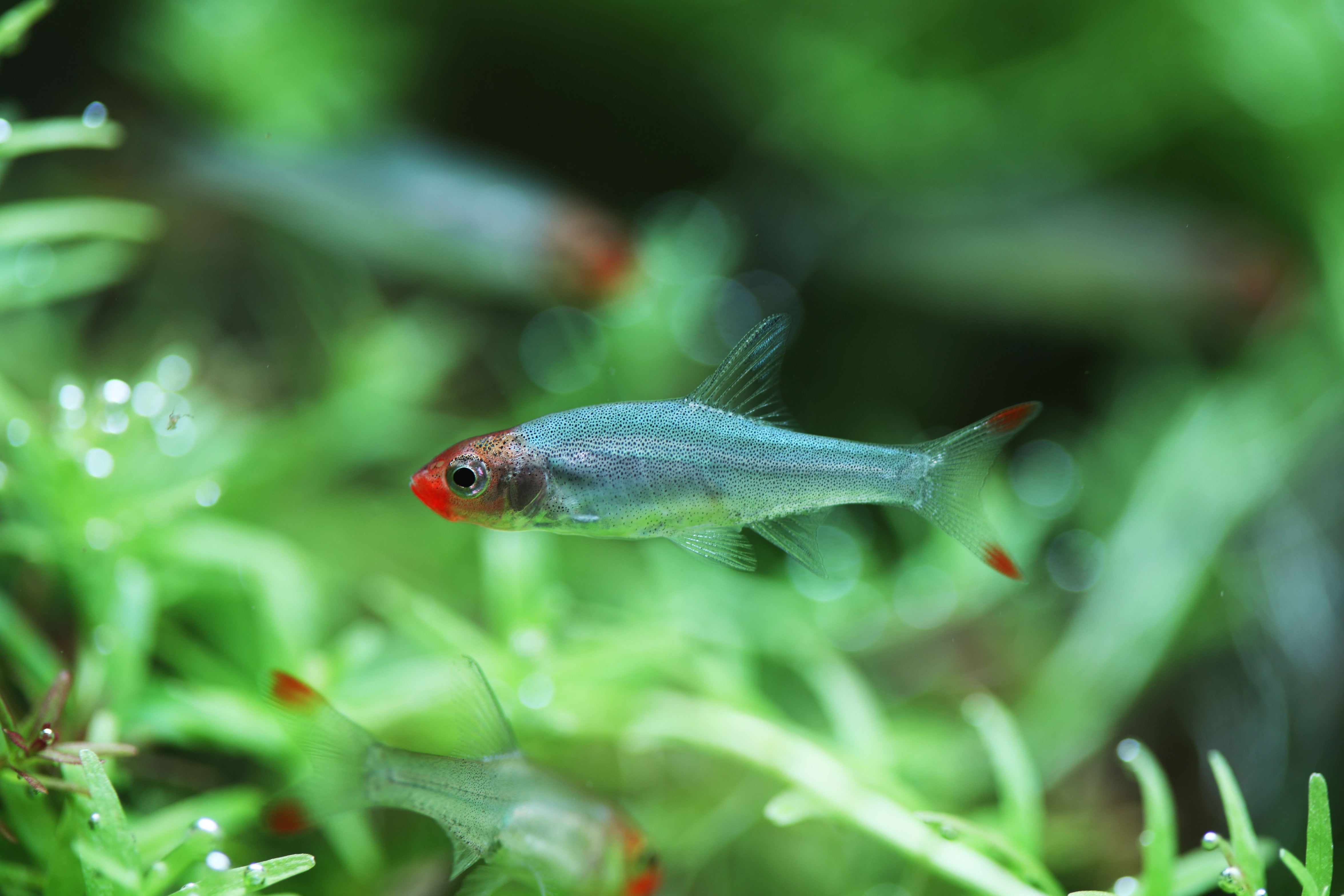 rummy nose rasbora, rummynose rasbora, asian rummynose, sawbwa resplendens, asian rummynose rasbora, rummy nose fish, red nose fish, rummy nose rasbora for sale, rummy nose rasboras, rummynose, asian rummy nose, buy rummy nose rasbora online