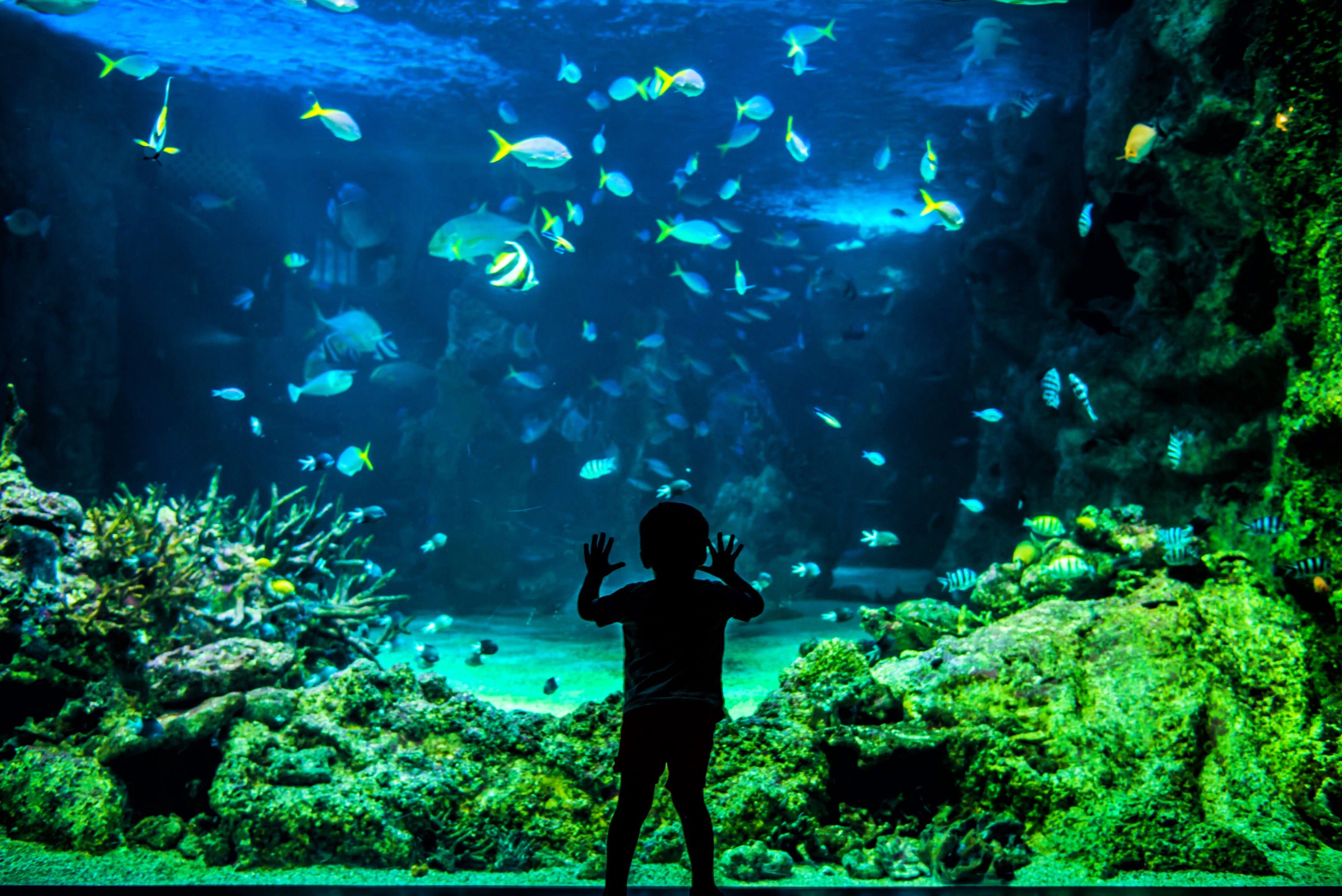 Fish tank Upgrade & Restoration in NOVA, VA, DC and MD.