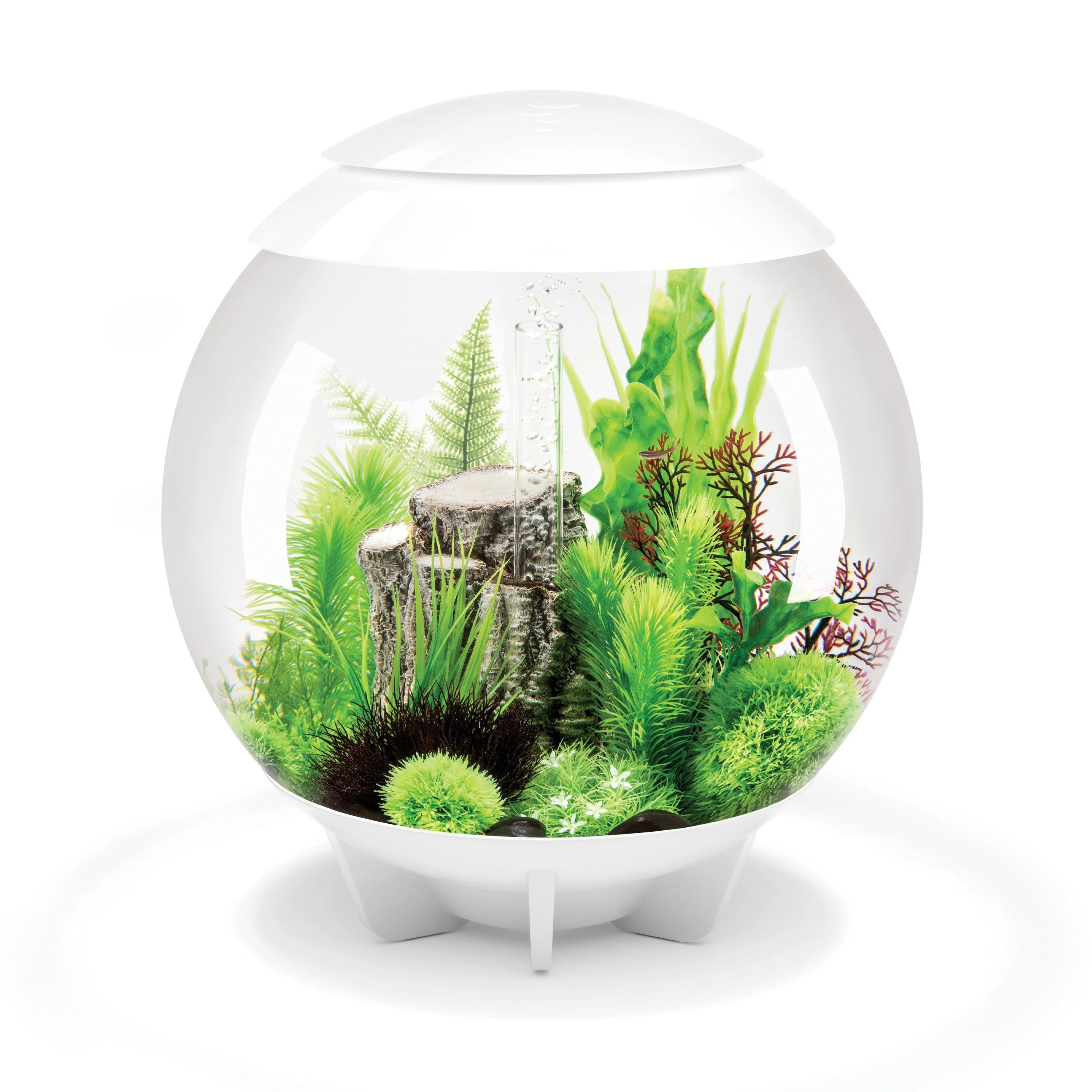 Fern Plant Set Green | Splashy Fish
