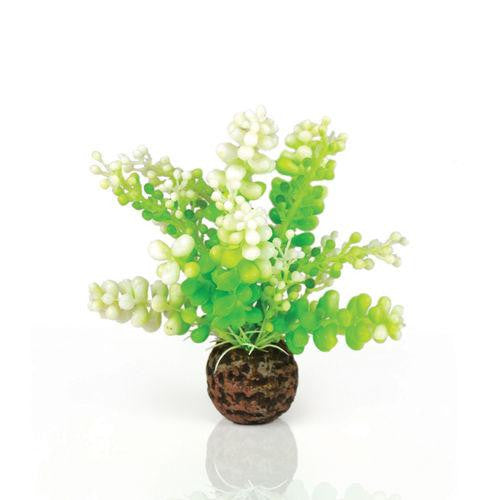Green Caulerpa | Splashy Fish