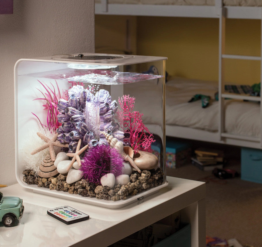 Aquatic Color Ball purple | Splashy Fish