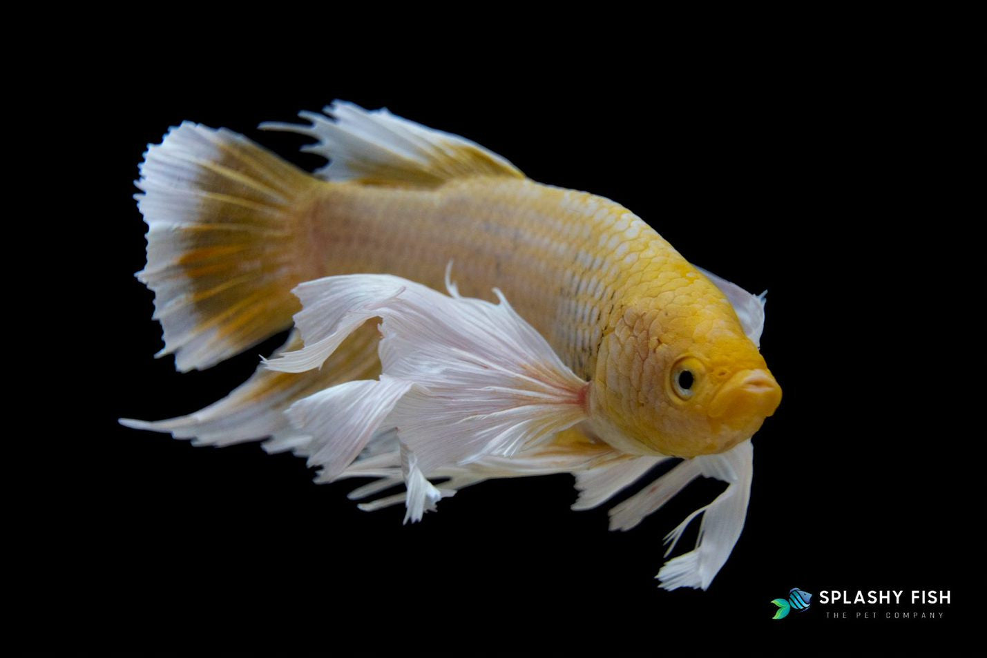 Yellow Dumbo Halfmoon Plakat Betta Fish For Sale