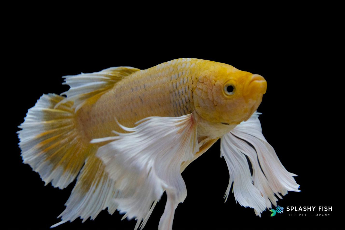 Yellow Dumbo Halfmoon Plakat Betta Fish For Sale