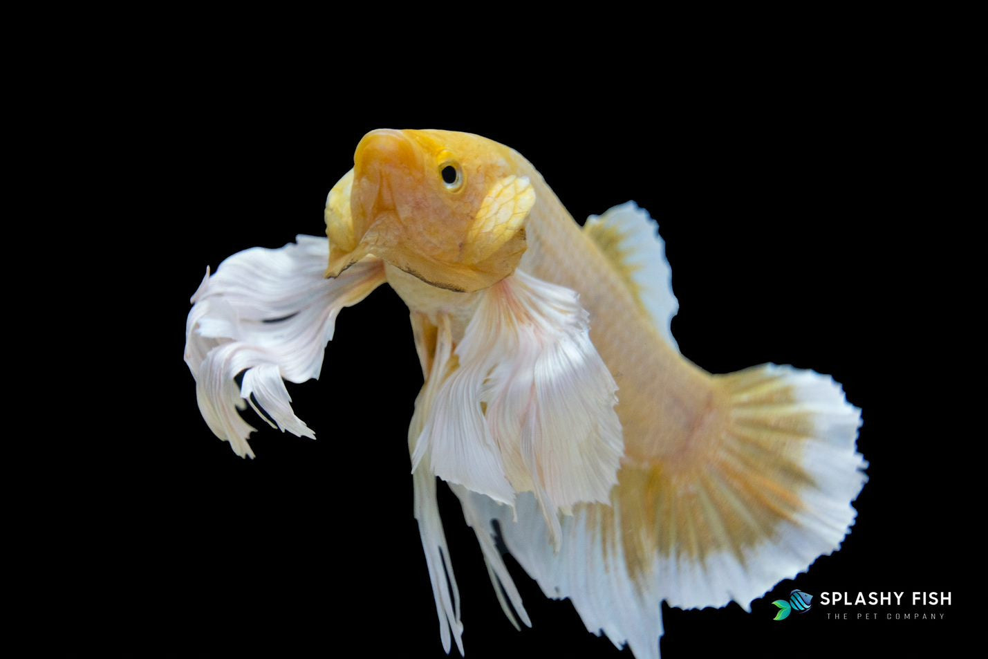 Yellow Dumbo Halfmoon Plakat Betta Fish For Sale