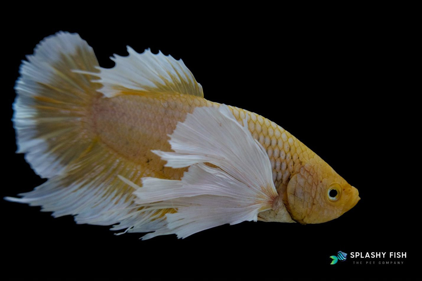 Yellow Dumbo Halfmoon Plakat Betta Fish For Sale