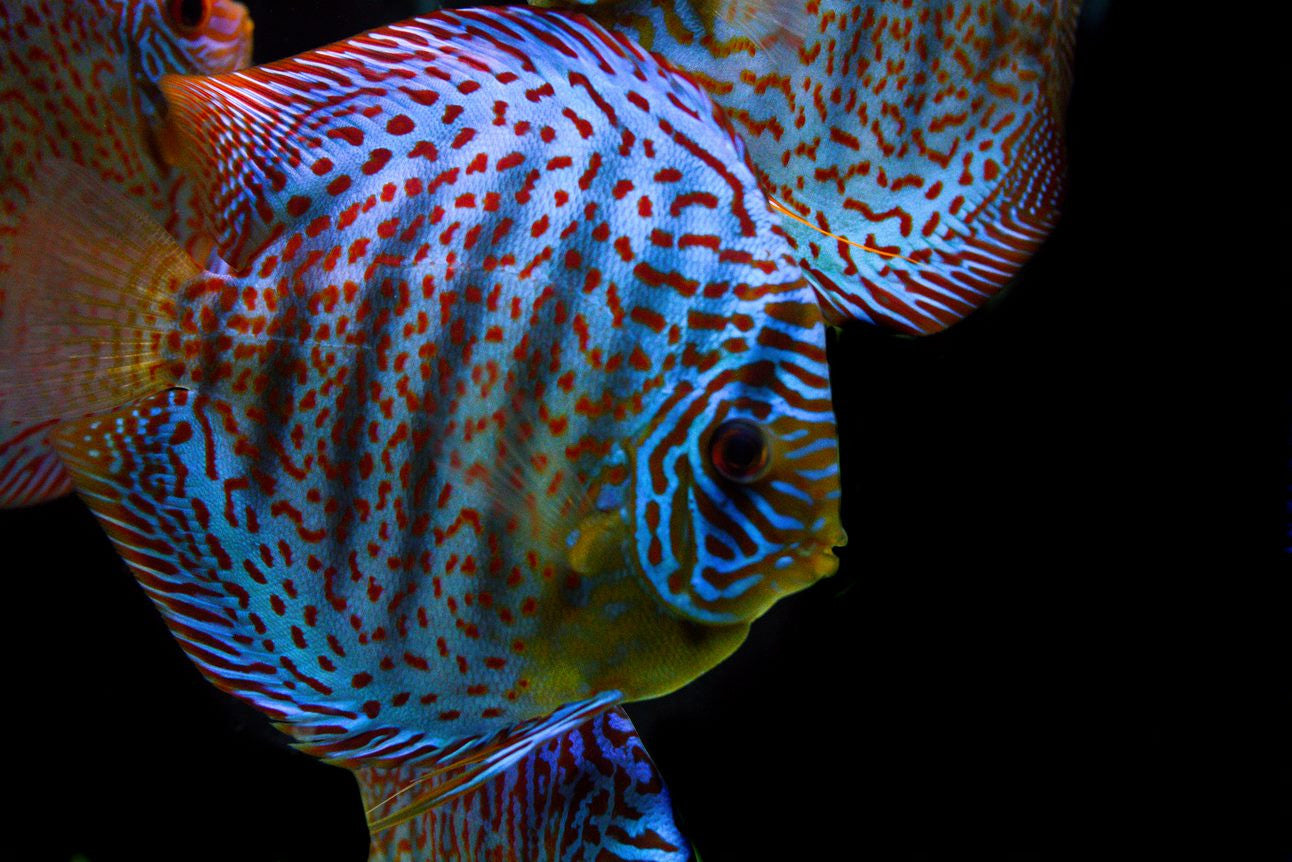 Blue Turquoise Discus for sale | Splashy Fish