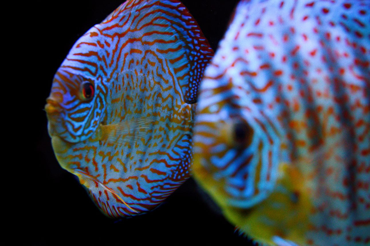 Blue Turquoise Discus for sale | Splashy Fish