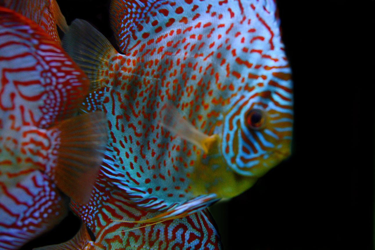 Blue Turquoise Discus for sale | Splashy Fish