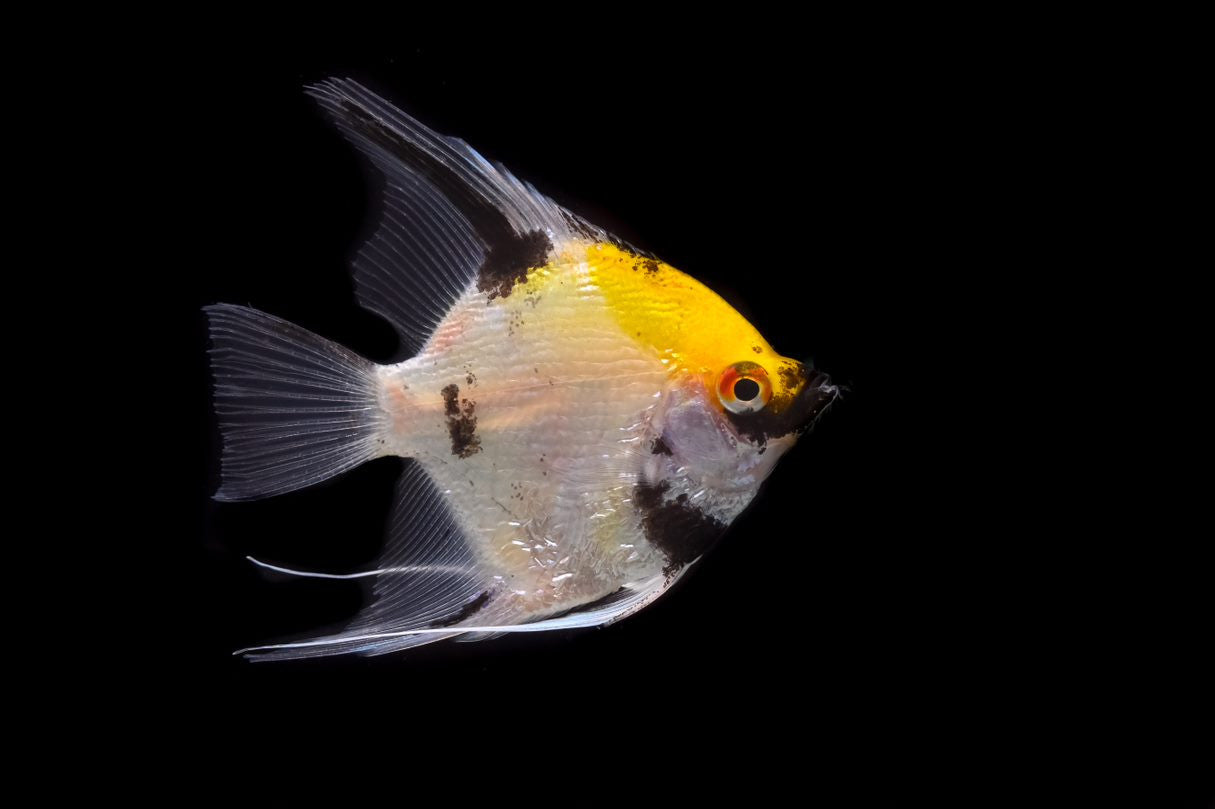 Koi Angelfish for sale | Splashy Fish