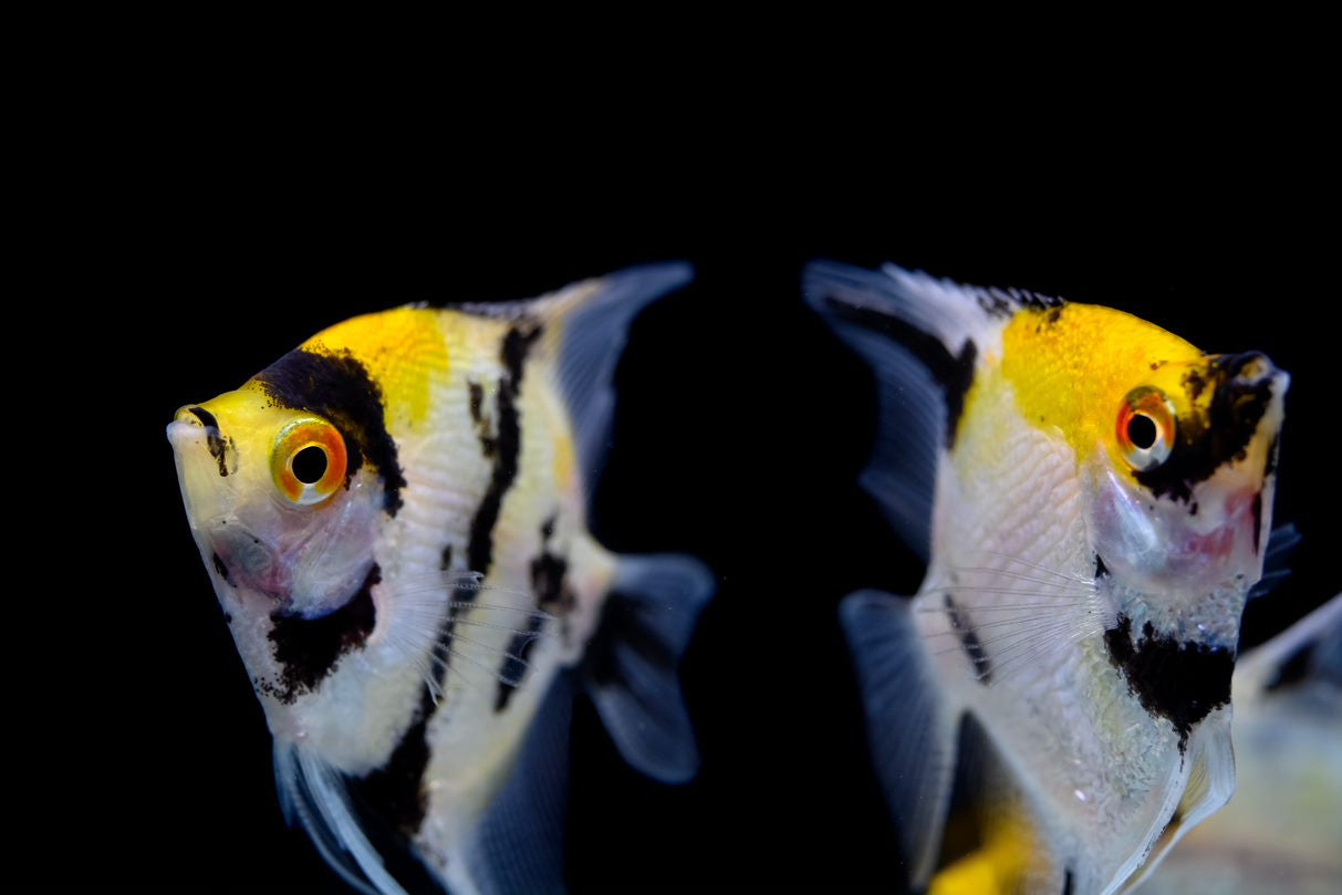 Koi Angelfish for sale | Splashy Fish