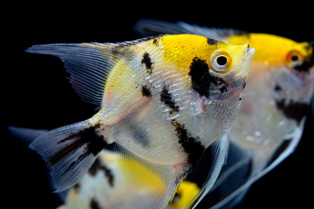 Koi Angelfish for sale | Splashy Fish