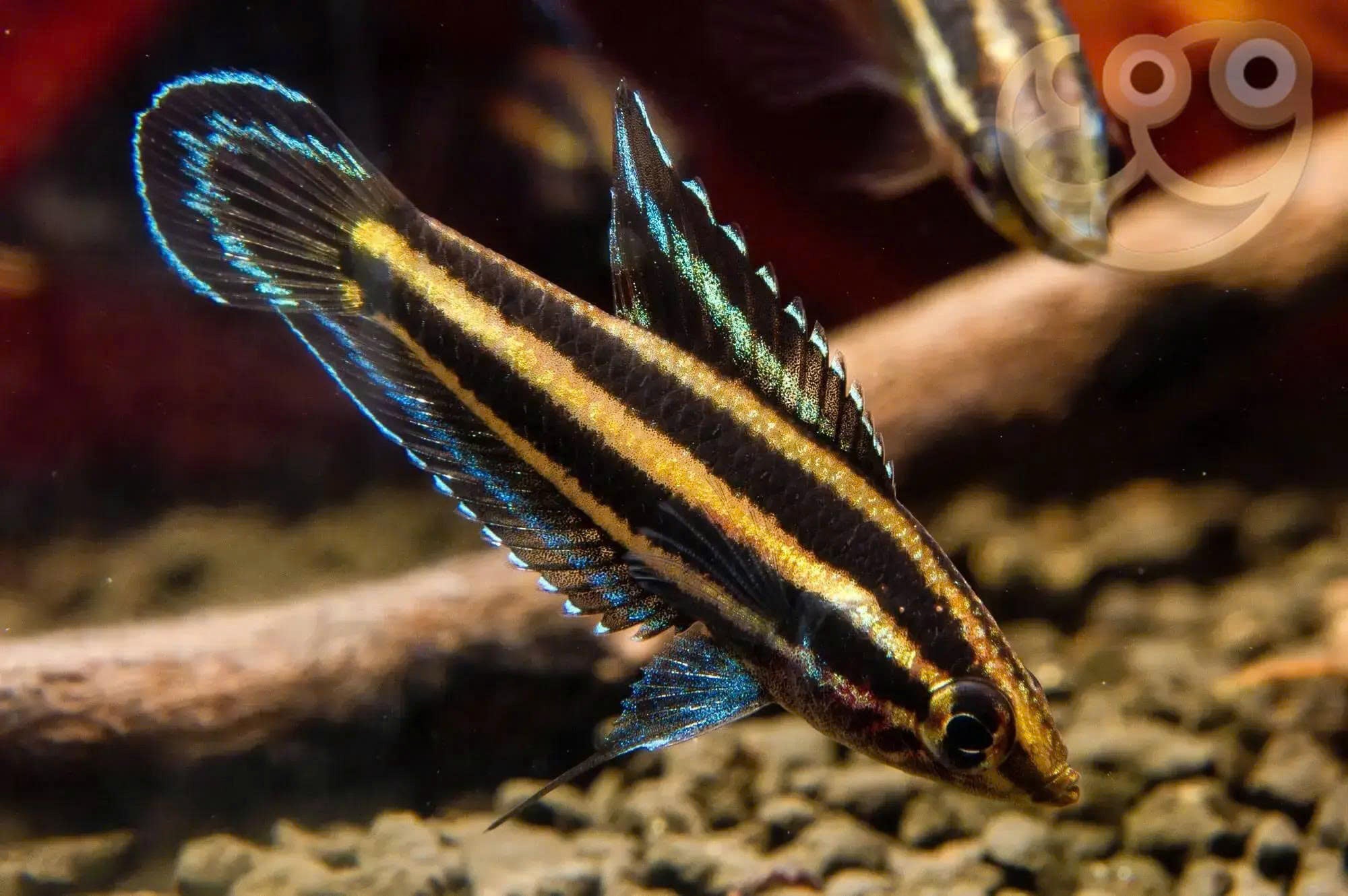licorice gourami, gouramis for sale, licorice fish, licorice gouramis, licorice gourami for sale, licorice gourami in freshwater aquarium