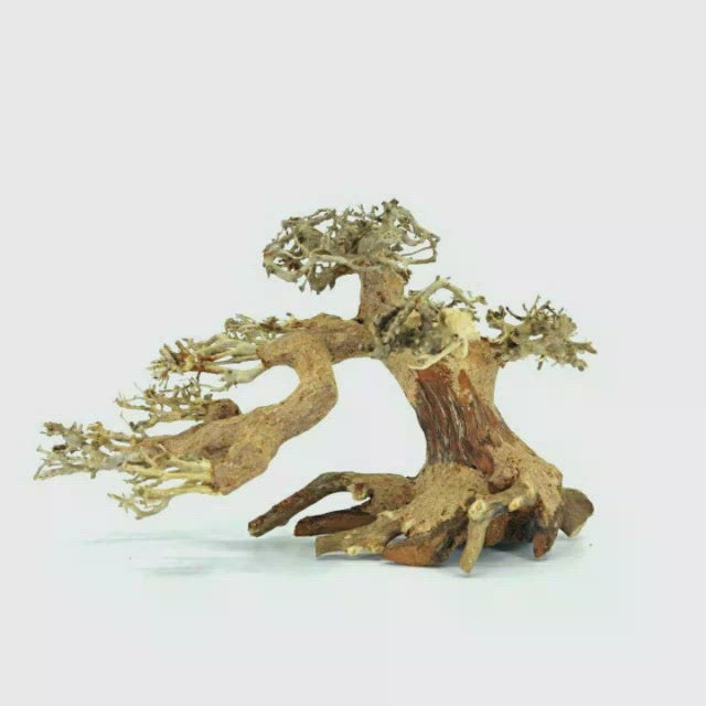 Aquascape Aquarium Driftwood For Sale | Aquarium Bonsai Tree | java moss on driftwood for sale | landscape driftwood for sale | landscaping driftwood for sale near me | large driftwood for aquarium | live aquarium plants for bettas