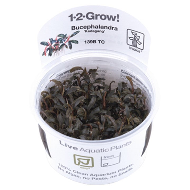 Products Bucephalandra 'Kedagang' in Tissue Culture by Tropica