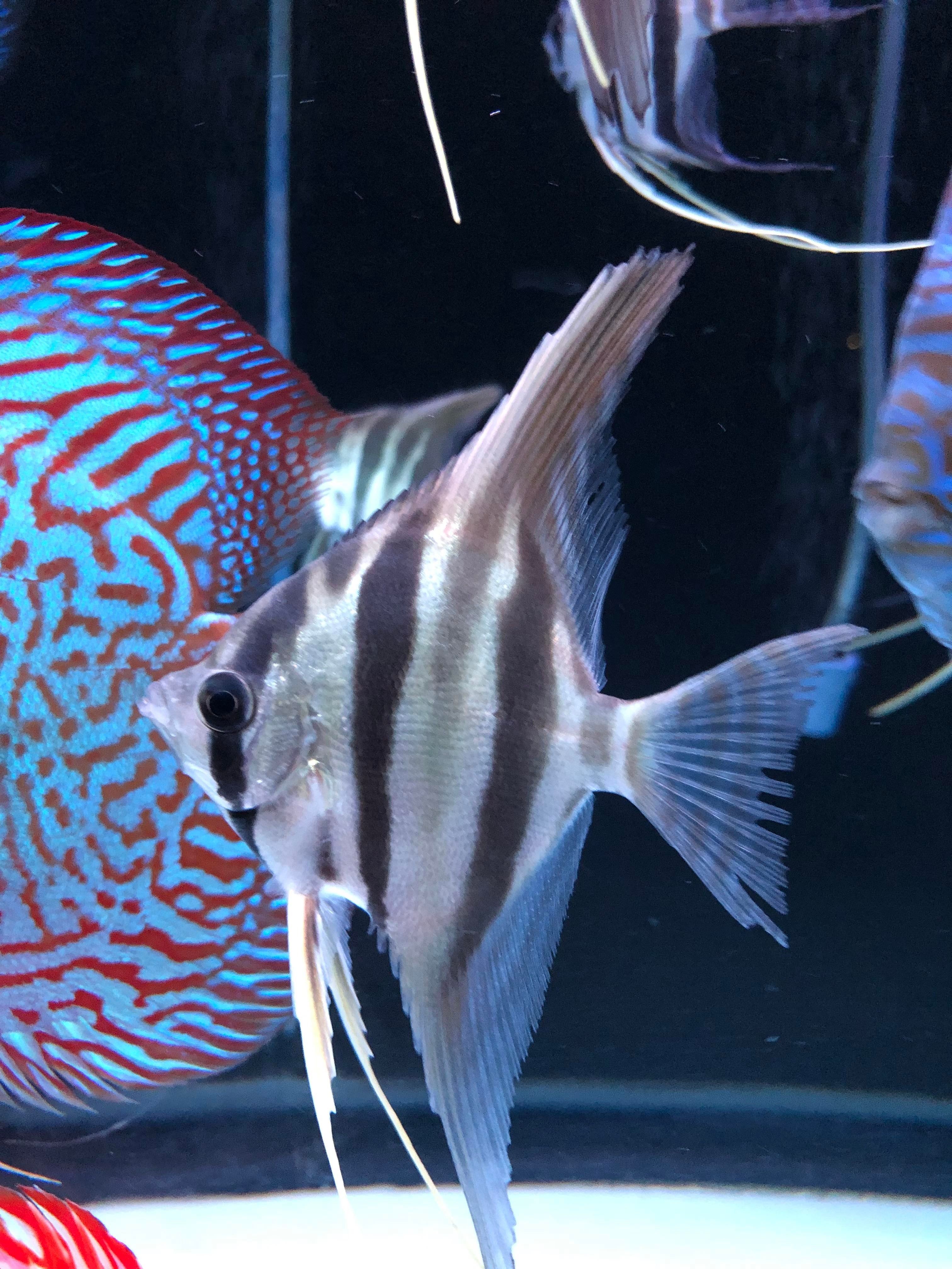 F1 altum angelfish for sale near me USA |