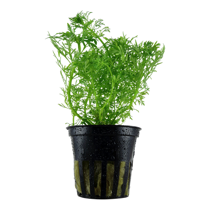Limnophila aquatica Freshwater Plant
