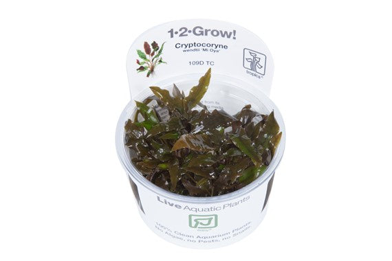 Cryptocoryne wendtii 'Mi Oya' Tissue Culture in a Cup