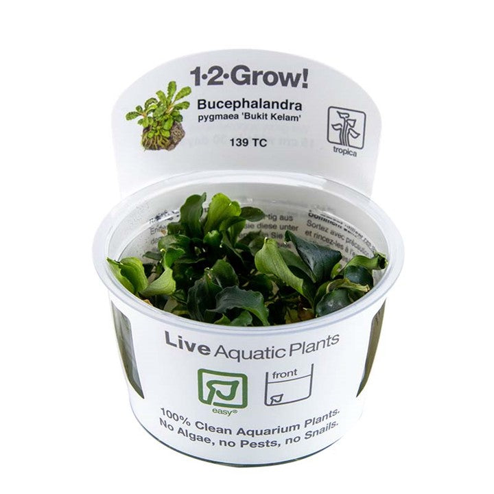 Bucephalandra pygmaea 'Bukit Kelam' Tissue Culture by Tropica in a cup