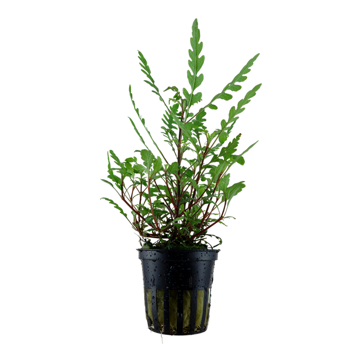 Hygrophila pinnatifida Pot Plant by Tropica 