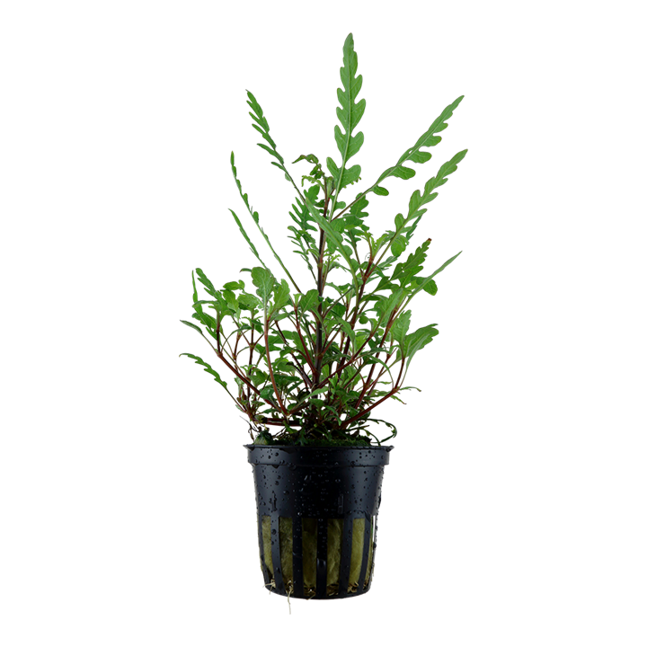 Hygrophila pinnatifida Pot Plant by Tropica