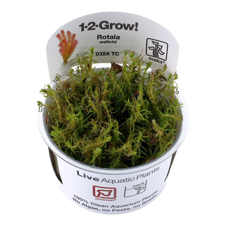 Rotala wallichii Tissue Culture 032A TC by Tropica