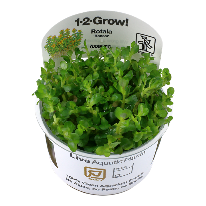 Rotala indica 'Bonsai' Tissue Culture by Tropica 033E TC aquatic plants in a cup