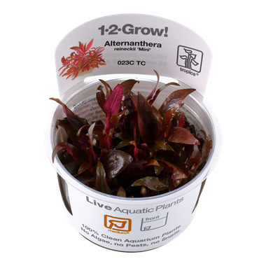 Alternanthera reineckii 'Mini' Tissue Culture by Tropica