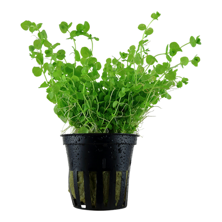 Micranthemum umbrosum Freshwater Plant 