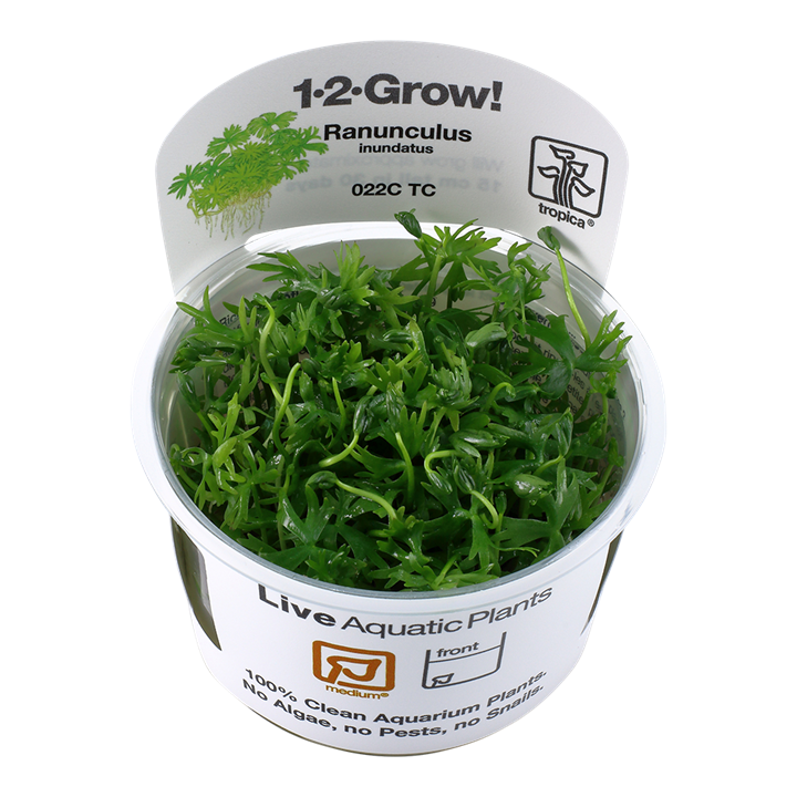 Ranunculus inundatus 022C TC 1 2 Grow by Tropica Tissue Culture aquatic plants