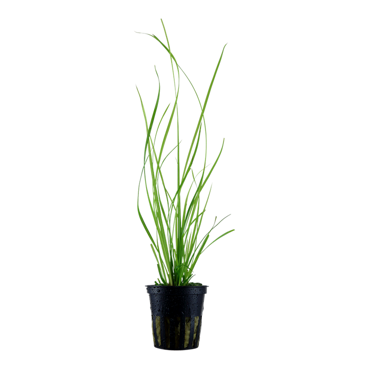 Cyperus helferi Pot Plant by Tropica