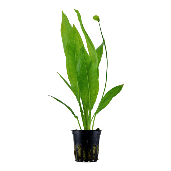 Echinodorus grisebachii 'Bleherae' Pot Plant by Tropica